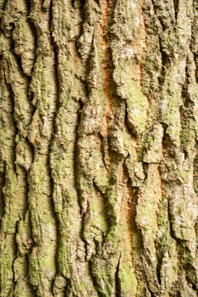 Close-up of Rough Tree Bark Texture with Green Moss and Brown Cracks.
