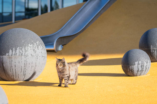 istock Long haired tabby cat standing on the playground after rain. 2167463001