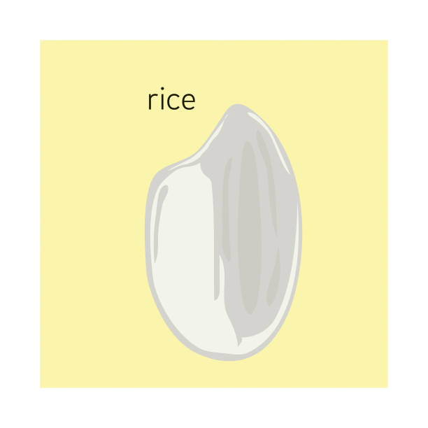 Simple Clip Art Rice 20+ Brown Rice Isolated White Stock Illustrations, Royalty-Free Vector ...