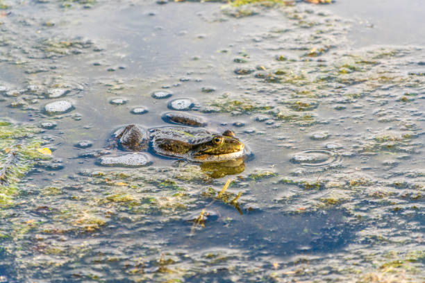 istock A large green frog sits in the marsh. 2167465936