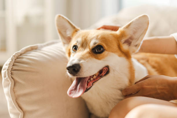 istock Happy pembroke welsh corgi smiling and panting while being petted 2167466840