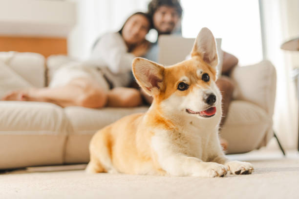 istock Corgi dog relaxing on carpet while owners using laptop on couch 2167466888