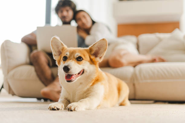 Cute corgi dog lying on carpet while couple relaxing on sofa, selective focus
