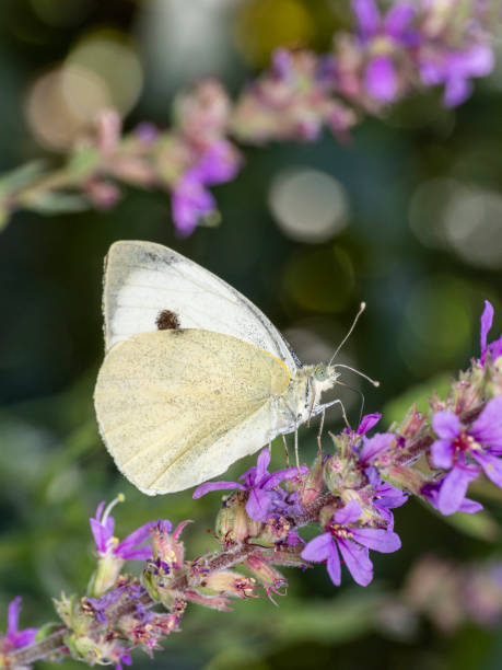 istock Butterfly on flower in summer 2167467762