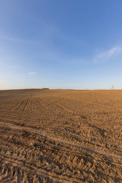 istock sunset in a field with young corn sprouts in a fertile field 2167470353