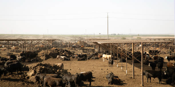 istock Kettlemen cow pen 2167472231