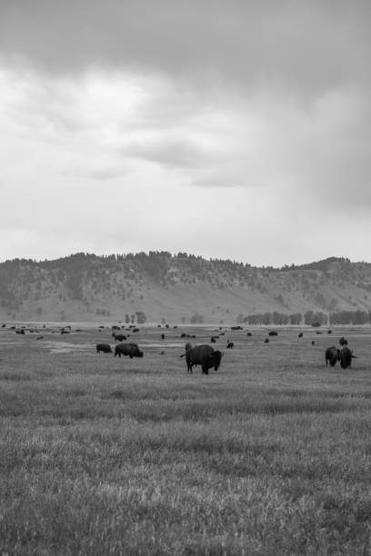 istock A Black and White Buffalo Herd in Jackson Hole 2167474742