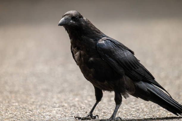istock A Portrait of a Black Raven 2167474909