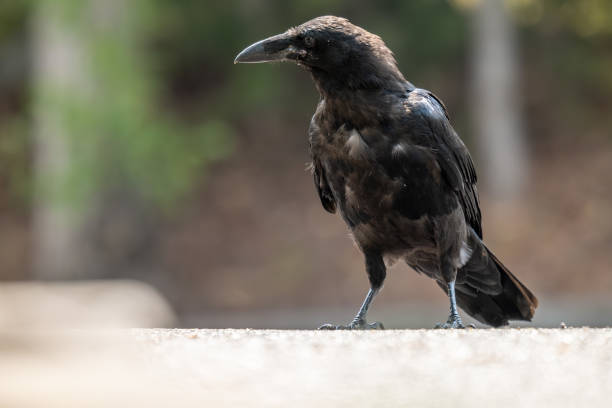 istock A Portrait of a Black Raven 2167474931