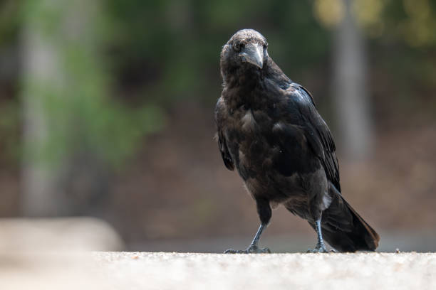 istock A Portrait of a Black Raven 2167474937