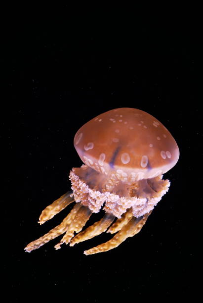 istock Spotted jellyfish glows in dark ocean waters 2167477807