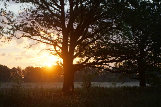 istock Morning in the forest landscape oak grove 2167477843