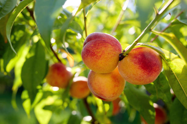 Ripe peach fruit hanging on the branch of a young tree