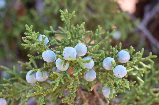 Juniper Tree - Juniperus osteosperma - on trail in Canyonlands National Park. Juniper Tree - Juniperus osteosperma - on White Rim Overlook Trail in Canyonlands National Park, Utah on sunny summer afternoon. canyonlands national park stock pictures, royalty-free photos & images