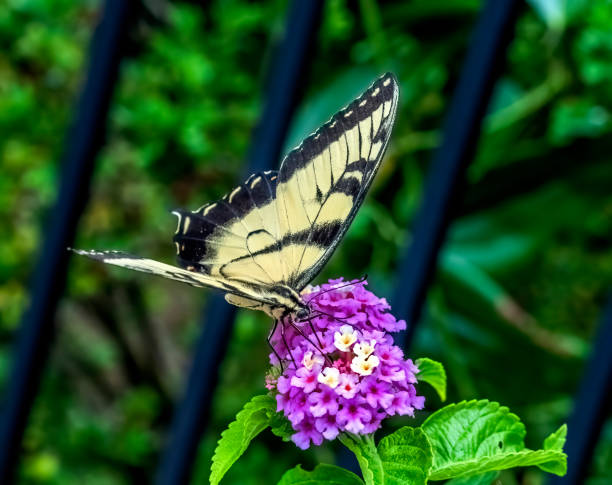 istock Black and White Zebra Swallowtail Butterfly 2167485120