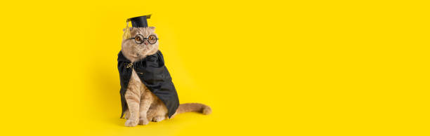 Welcome back to school banner. Funny cat student wearing glasses and mantle on yellow background. Teather's Day, Knowledge Day, Graduation, Back to school sale banner. Copy space. Promotion Welcome back to school banner. Funny cat student wearing glasses and mantle on a yellow background. Teather's Day, Knowledge Day, Graduation, Back to school sale banner. Copy space. Promotion cat-glasses stock pictures, royalty-free photos & images
