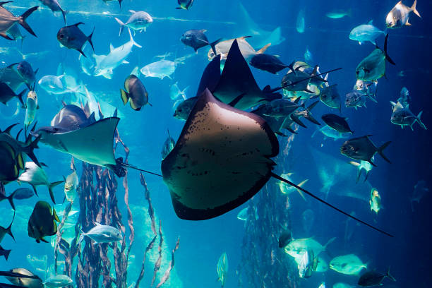 School of fish and sting rays all together.