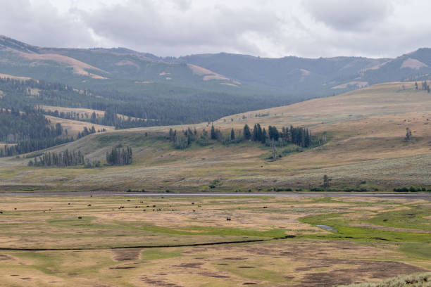 istock A Bison Herd in Yellowstone National Park 2167485856