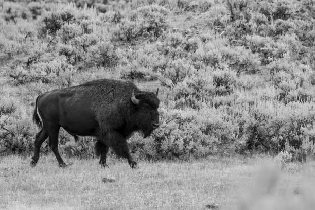 istock A Solo Bison Moving in the Prairie 2167485869