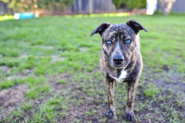 Blue Eye Brindle Puppy Dog - Catahoula Leopard Dog and Pitbull mix