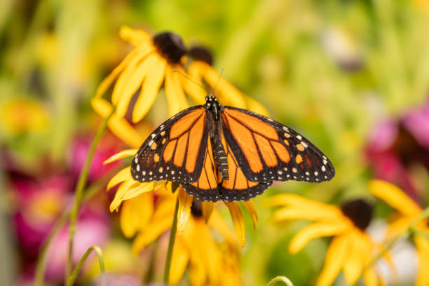 Beautiful Monarch Butterfly, Danaus Plexippus, on bright yellow coneflower in summer garden.