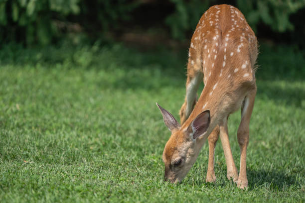 istock White-tailed Deer  Fawn Grazing 2167486712