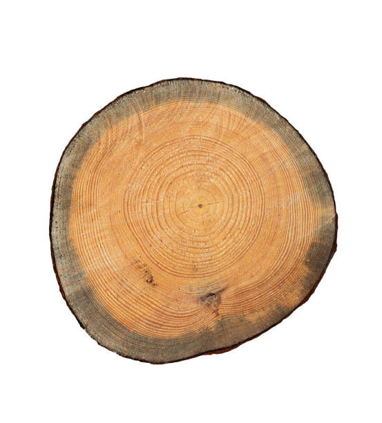 istock Slice Stump of Tree with Annual Rings. Isolated. File with Clipping Path. 2167486954