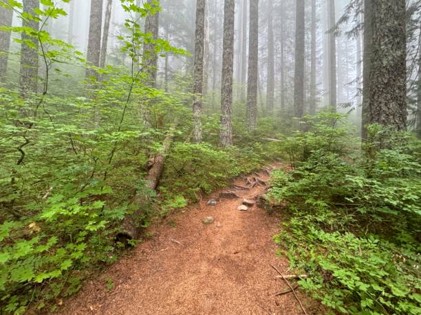 istock Hiking Trail in the Cascade Mountains 2167488471