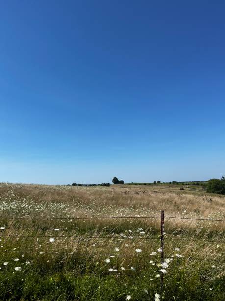 Flower field in St. Charles, Iowa