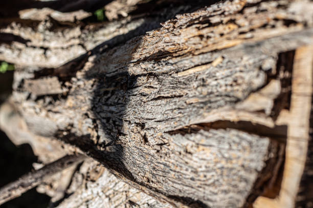 istock Background texture of old weathered bark 2167492506