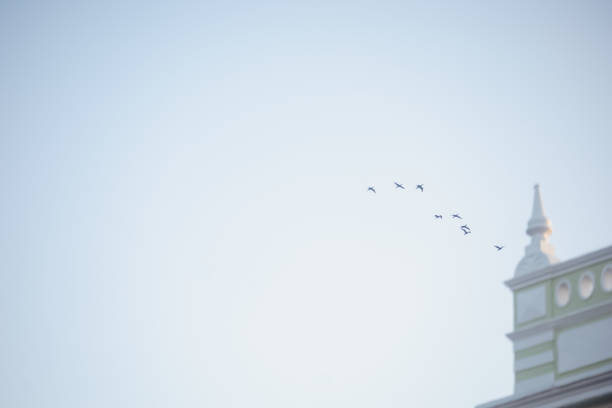 birds flying near historic building
