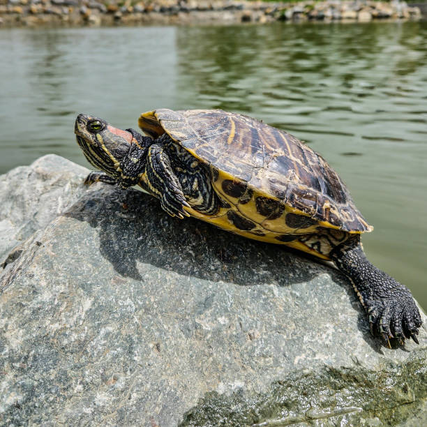 Red eared slider turtle. Yellow-eared turtle. Tortoise Sitting On Rock. Basking in the Sun. Painted Turtle. Selective focus.