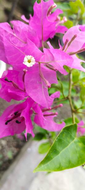 istock IDEA a pink bougainvillea flower 2167498133