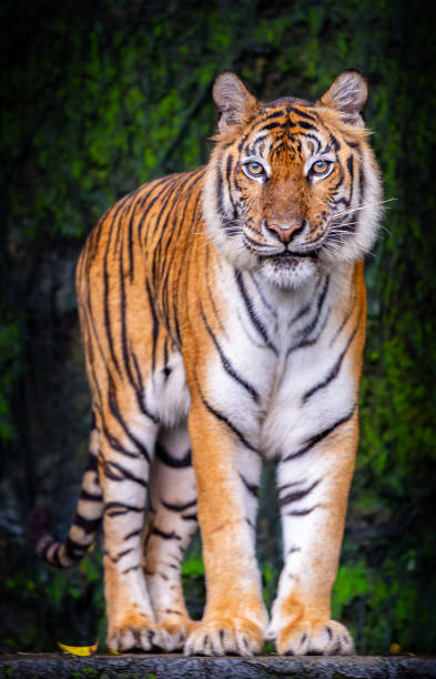 istock Tigers are fierce wild animals. 2167498907