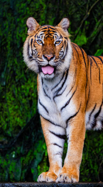 istock Tigers are fierce wild animals. 2167498908