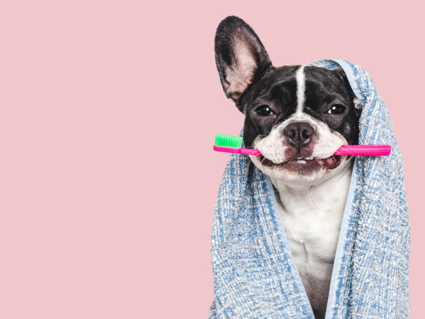 istock Cute puppy, towel and toothbrush. Studio shot 2167499272