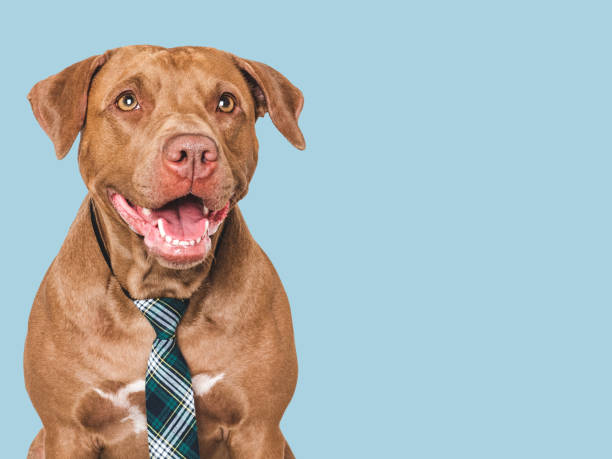 istock Cute dog, glasses and stylish tie. Studio shot 2167499307