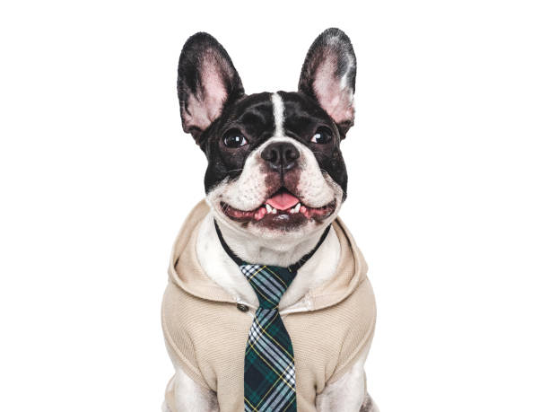 istock Cute puppy and stylish tie. Studio shot 2167499315