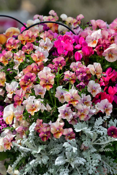 istock Ranunculus: Beautiful, Vibrant and Versatile Flowers 2167502000