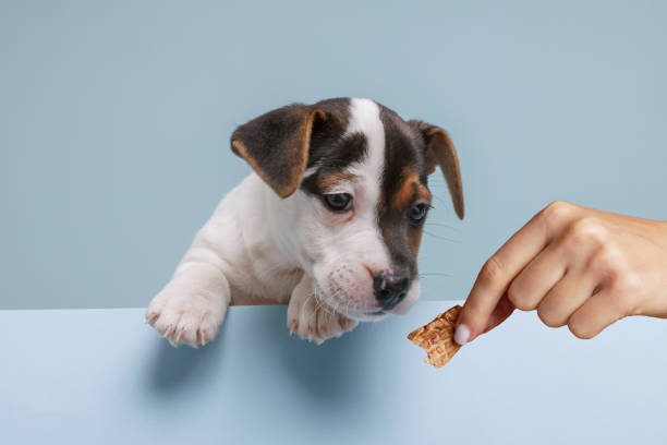 istock funny puppy jack russell close up 2167503279