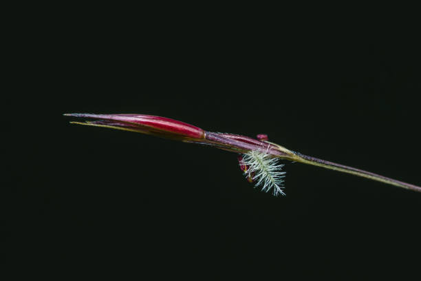 istock Chrysopogon aciculatus flower and black background. 2167503714