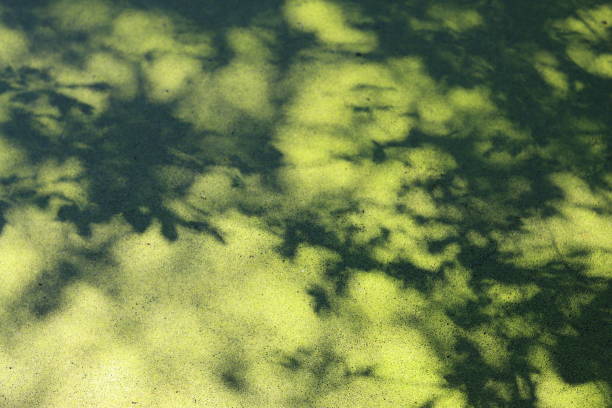 Leaf shadows on a bright green algal bloom