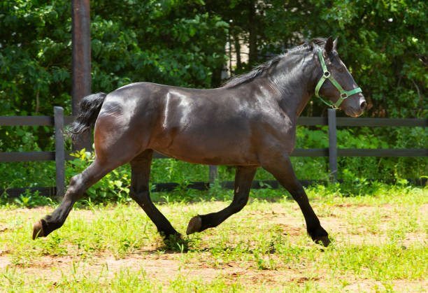 istock Percheron draft horse running in a stockade in Connecticut. 2167504656