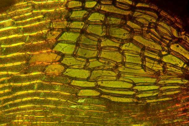 Alar cella at the base of a branch leaf of the wavy broom moss, Dicranum polysetum, with polarization at 400x.