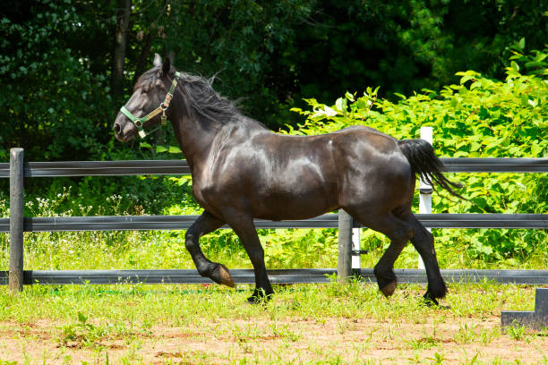 istock Percheron draft horse running in a stockade in Connecticut. 2167504799