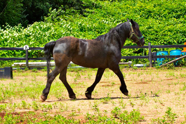 istock Percheron draft horse running in a stockade in Connecticut. 2167504826