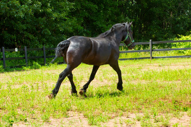 istock Percheron draft horse running in a stockade in Connecticut. 2167504837
