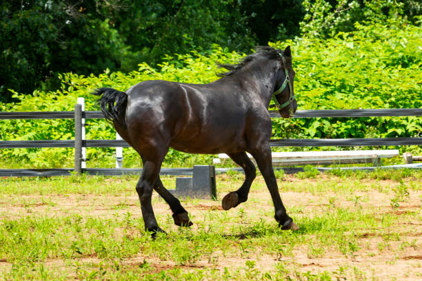 istock Percheron draft horse running in a stockade in Connecticut. 2167504845