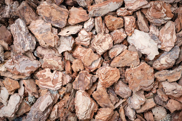 Dry, weathered tree stump with rich textures and irregular cracks. Ideal for nature-inspired design, eco branding, and rustic visual concepts.