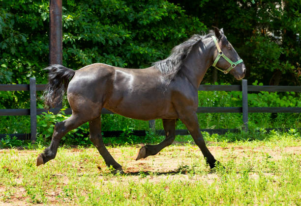 Percheron draft horse running in a stockade in Connecticut.